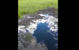 Шилкинскому фермеру отравили ручей, залив в него мазут (видео)
