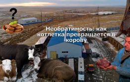 Вечорка ТВ: Необратимость: как котлетка превращается в корову