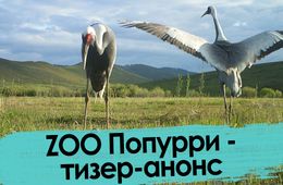 ZOO Попурри – тизер-анонс