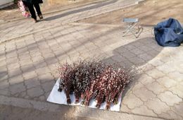 Символ весны в Чите: в городе массово торгуют вербой