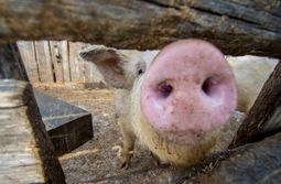 К фермерам в Читинском районе пришли из-за африканской чумы свиней, несмотря на то, что ферма не попадает в зону отчуждения
