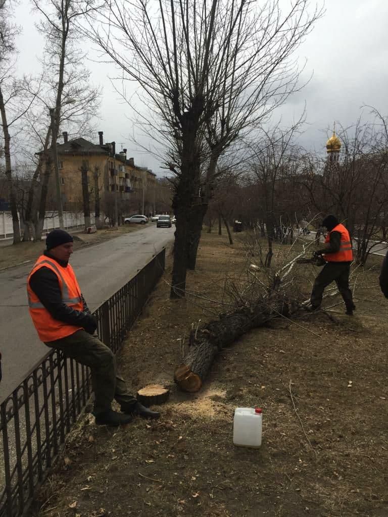 ОНФ обратился в прокуратуру из-за вырубки деревьев в аллее на Горького в Чите