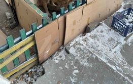 Читинка приручила агрессивных псов возле подъезда и построила им жилище