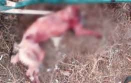 Житель ГРЭС освежевал дворовую собаку у себя в квартире, а затем выбросил труп в окно