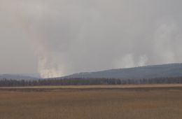 В районе Беклемишево продолжает гореть лес