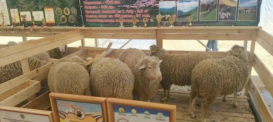 И бараны, и олени, и амурские… осетры. (Продолжение) 