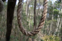 Тело висельника нашли в лесу под Молоковкой 