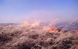 ​Лесному фонду в Забайкалье удалось возместить ущерб в 2 миллиона рублей из-за пожаров по вине человека