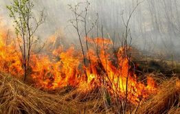 В лесах Забайкальского края ограничили пребывание граждан и транспортных средств