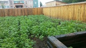 У жителя Краснокаменска изъято 84 куста конопли