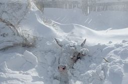 В Забайкалье выпал мощный снег. В Оловяннинск...