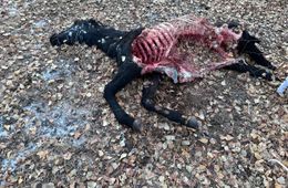 Волки загрызли лошадь в Забайкалье