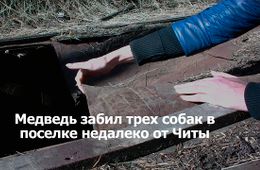 ​«ВечоркаТВ»: Медведь в Куке растерзал трех собак