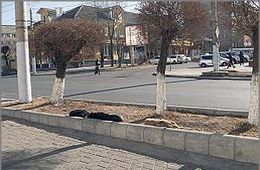 Бродячие псы осаждают центр Читы
