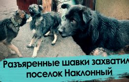 Собаки захватили поселок под Читой
