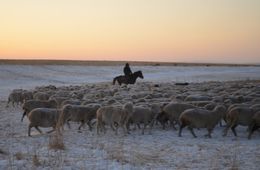 300 рабочих мест за пять лет создали фермеры Забайкалья 
