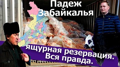 Вечорка ТВ: Падеж Забайкалья: ящурная резервация. Вся правда 