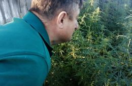 «Вечорка» нашла заросли конопли в самом центре Нерчинска. Видео.