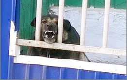 Свирепые псы бродят вокруг детского сада в Смоленке