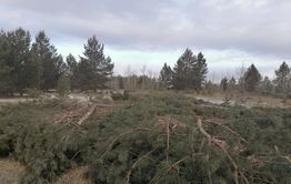 Забайкалка призывает сохранить Цасучейский бор на землях сельхозназначения