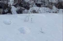 Следы медведя-шатуна нашли возле Новой Чары