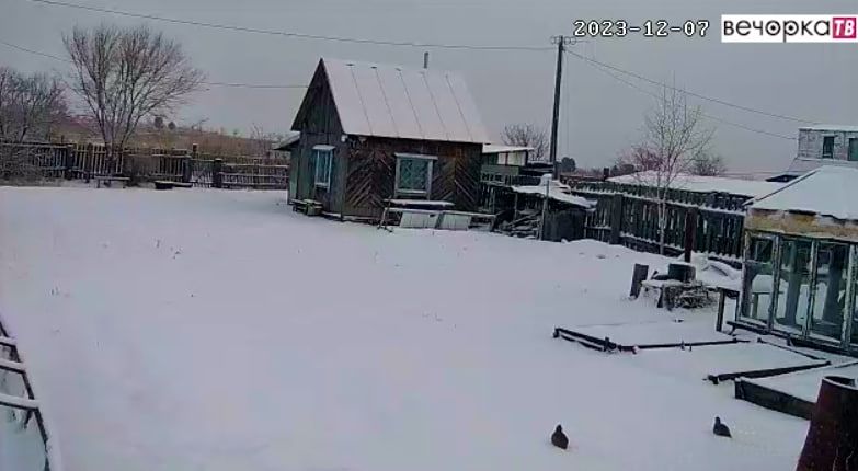 Дикие куропатки оккупировали пригород Читы (видео)