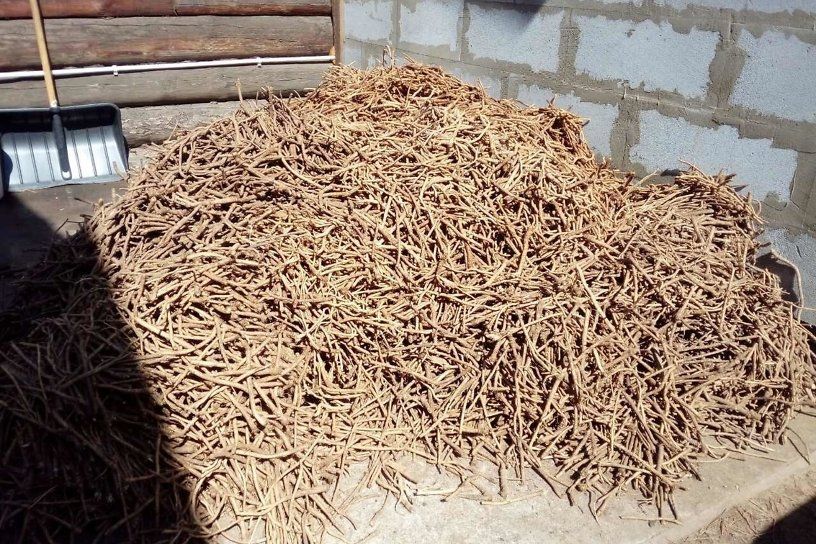 Солодка снова вне закона