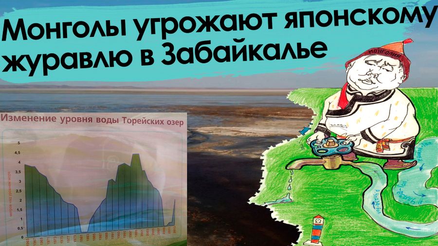 «Вечорка ТВ»: Монголы угрожают японскому журавлю в Забайкалье