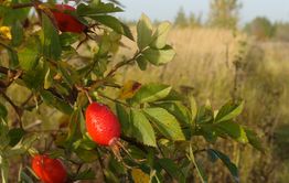 В тайге зацвел шиповник. Медведи агрессивны.