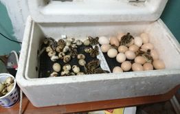 ​Коронавирус — все пошло кувырком