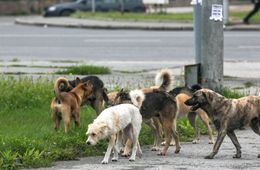 В Чите бродячая собака укусила девочку за лицо