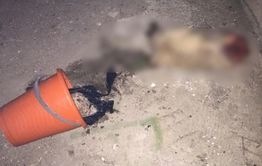 Жители Краснокаменска пожаловались в полицию на живодера, убившего и выбросившего  с балкона собаку (шок-контент)