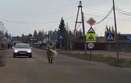 На смену задержанному псевдо-шаману Габышеву, идущего «изгонять Путина», пришел его «коллега» (видео)