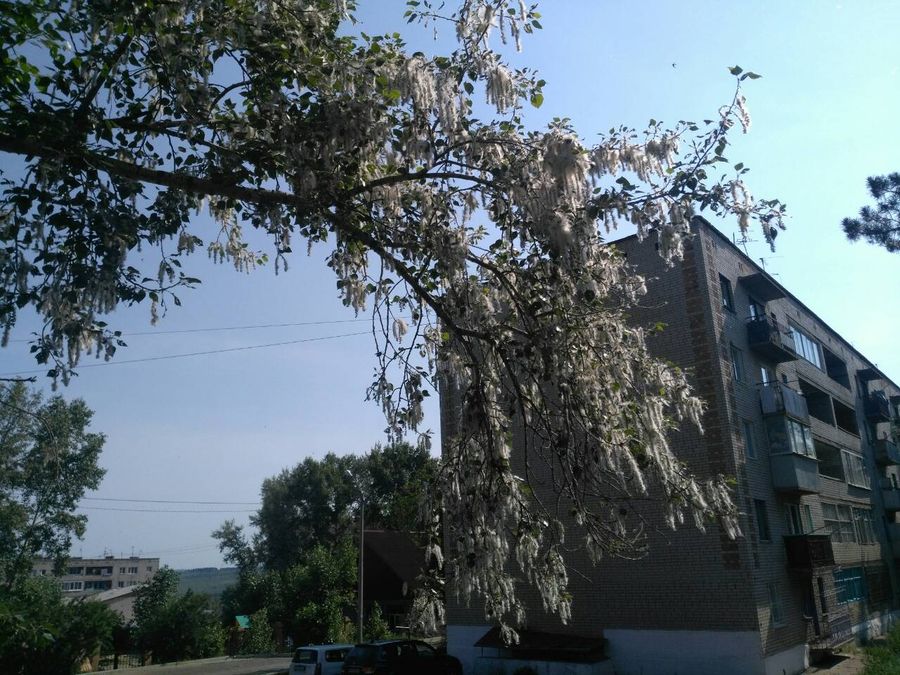 Первомайский утопает в тополином пуху