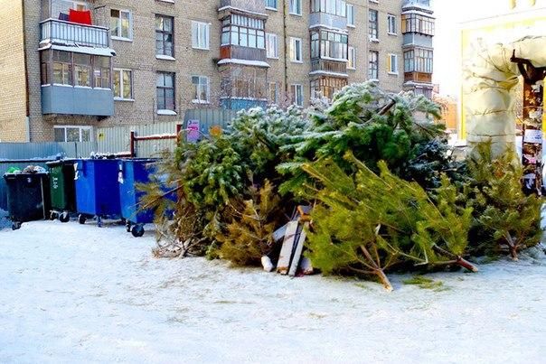 ​«Олерон +» в Чите вывез за выходные 46 машин с ёлками