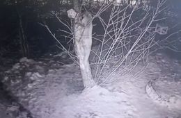 В Забайкалье лиса ворует сало у синиц