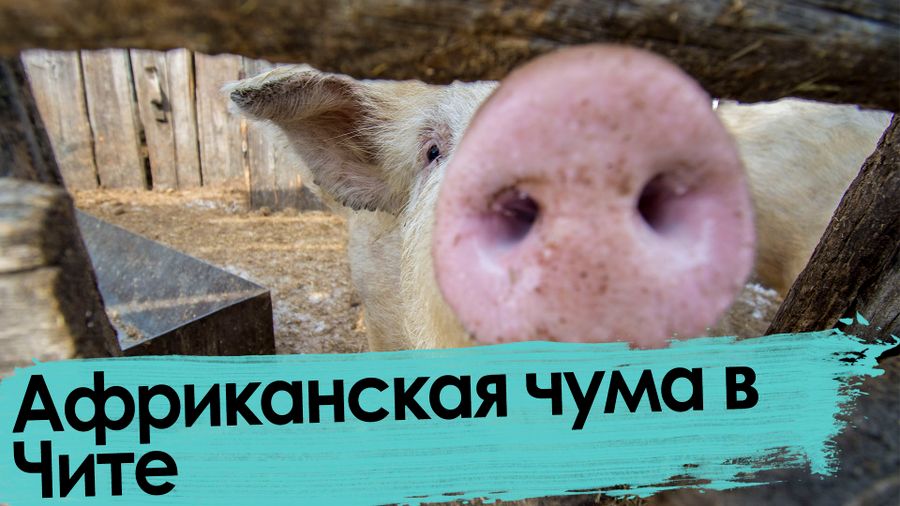 Всех читинских чушек уничтожат: вспышка африканской чумы свиней в Чите 