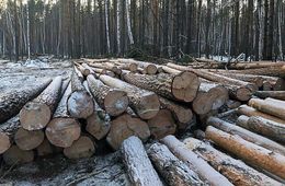 Предприниматель незаконно нарубил лес на 4,3 млн рублей в Красночикойском районе