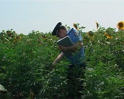 В Красночикойском районе задержаны трое читинцев с 90 кг. заготовленной конопли