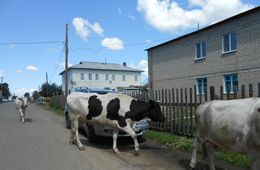 Ветераны из Улет возмущены строительством загона для скота возле Мемориала Победы