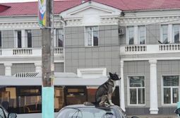 Пропавшая в Чите собака залезла на машину, чтобы ее поскорее нашли