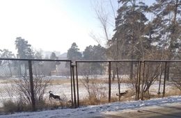 «Вечорка ЦУР»: На школьном стадионе резвятся собаки – Чита на связи