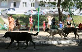 Свора собак напала на ребенка-инвалида в поселке Восточный 