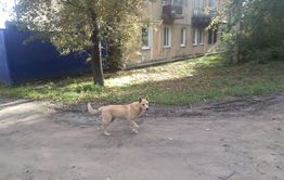 Стая из 20-ти собак разгуливает по одному из микрорайонов Читы