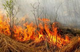 В лесах Забайкальского края ограничили пребывание граждан и транспортных средств