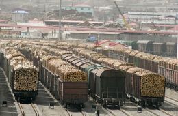 Забайкалка просит Путина запретить вырубку и вывоз леса в Китай