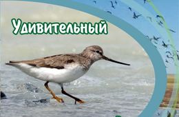 В Чите откроется фотовыставка  «Удивительный водно-болотный мир Даурии»