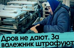 Дрова. Валежник. Штраф