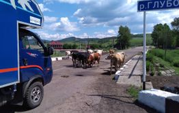 Телки и кобыла перекрыли трассу Нерчинск - Балей