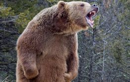 Мужчина находится в тяжелом состоянии после нападения медведя